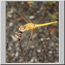 Sympetrum fonscolombii - Fruehe Heidelibelle jung-m01.jpg